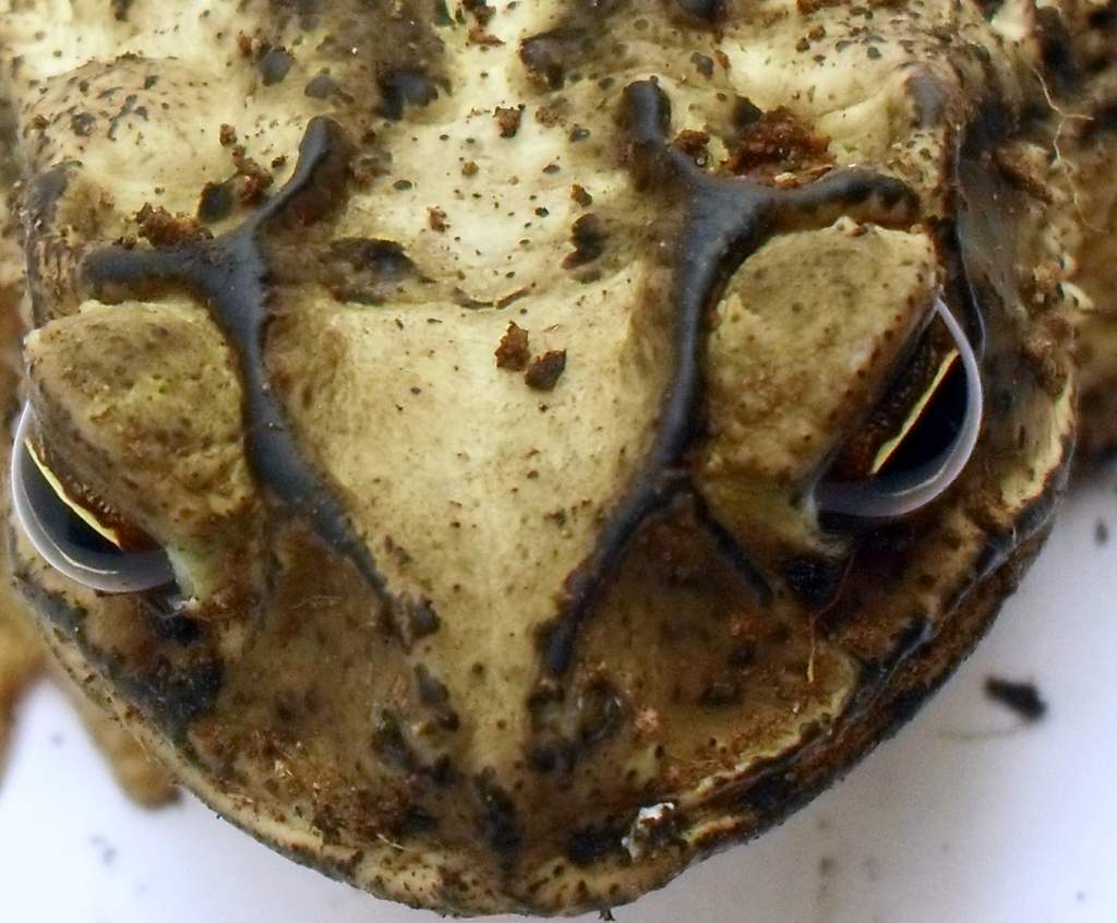 Female Bufo Nebulifer Cranium