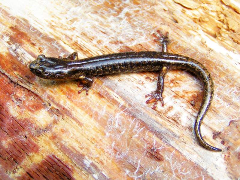 Female Clouded Salamander (Aneides ferreus)