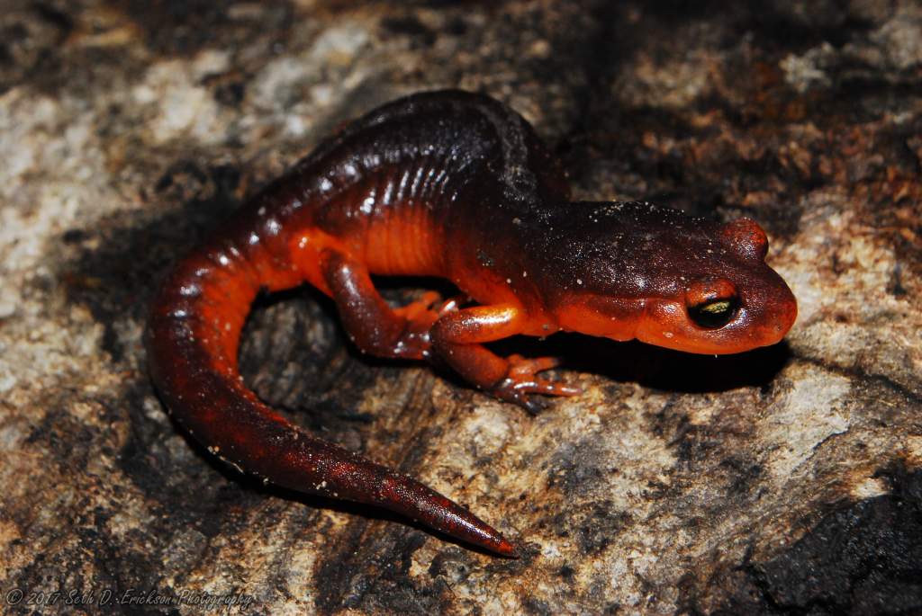 Female Ensatina eschscholtzii xanthoptica