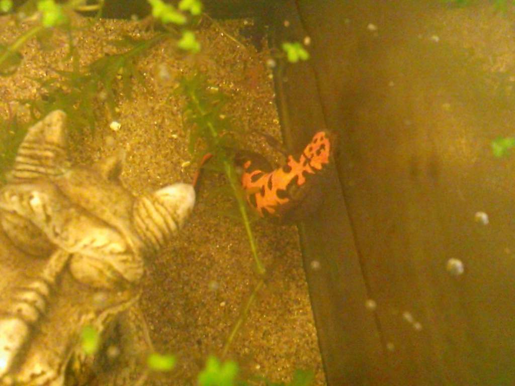 Female H.Orientalis egg laying on elodea from above