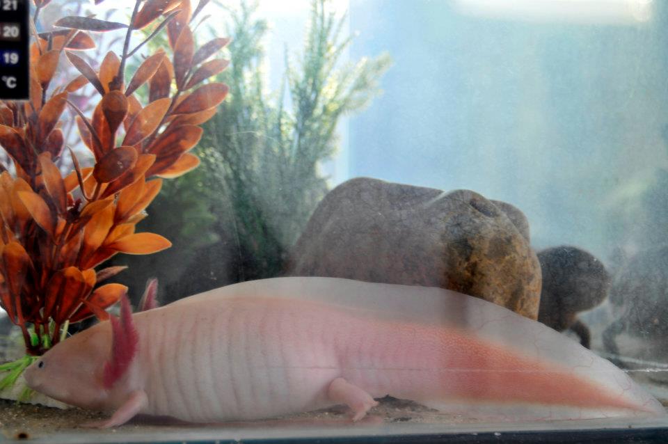 female leucistic A.mexicanum