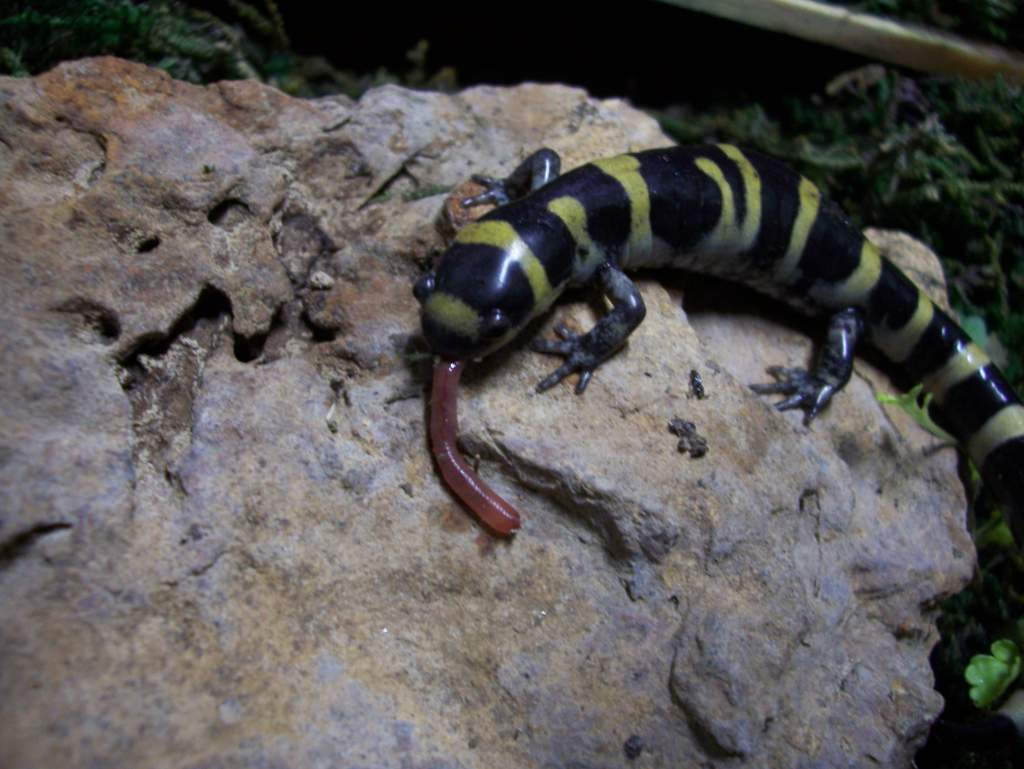 Female ringed sal eating