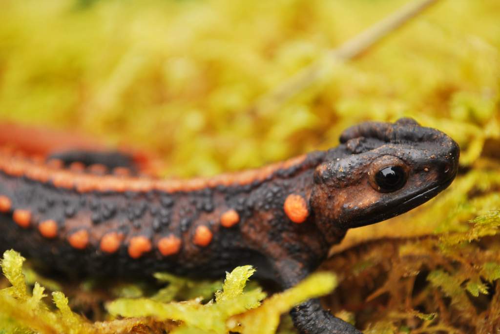 Female Tylototriton yangi.