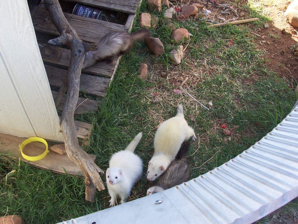 FERRETS!!