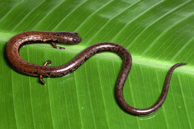 Field collection from the Talamanca Range of Costa Rica, around 3,000 feet above sea level.