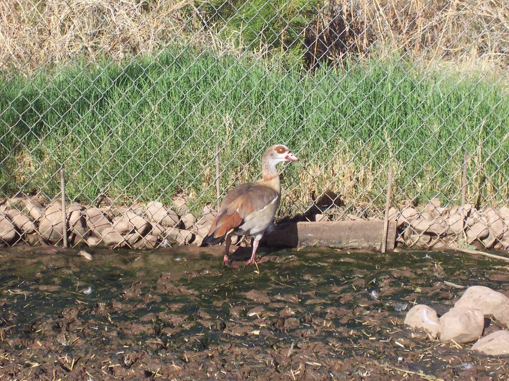 FINALLY a picture of my Egyptian goose without the camera hog - this about the 7th picture I had to take.  In the other picture where he is missing hi