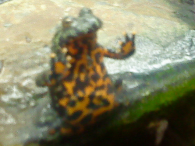 Fire bellied toad