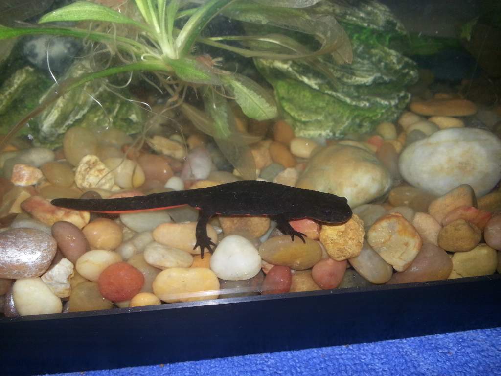 Fire belly newt