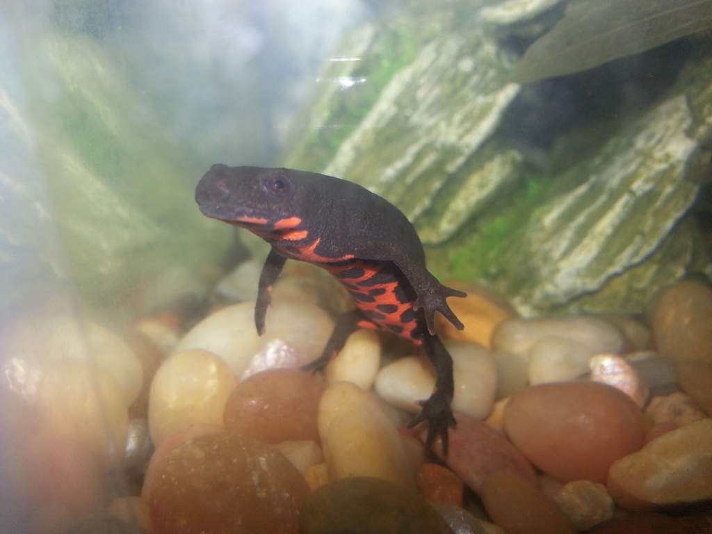 Fire belly newt