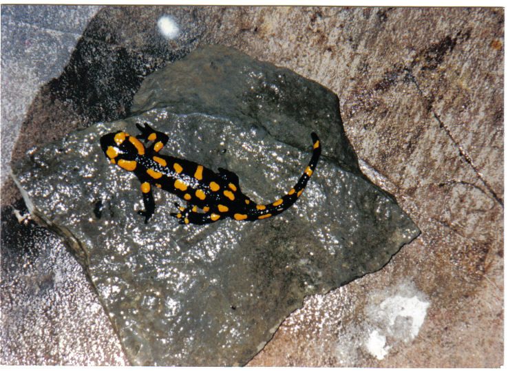 fire salamander 1