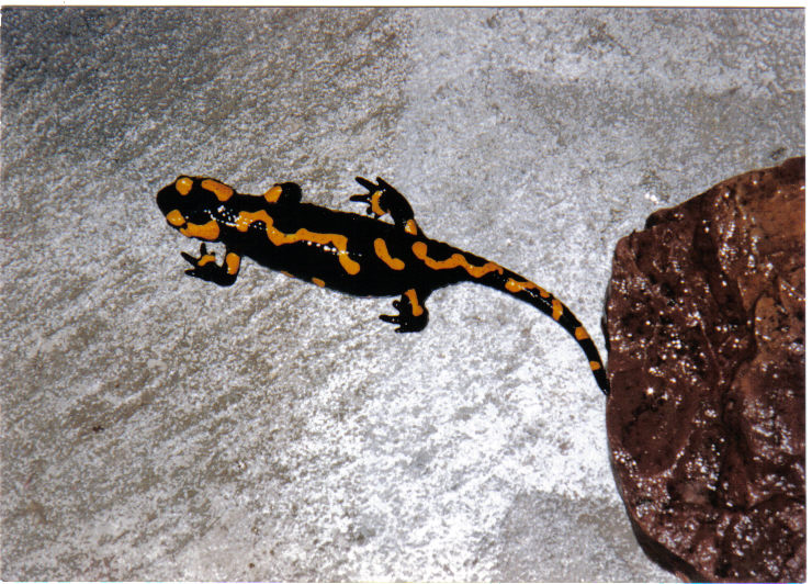 fire salamander 2