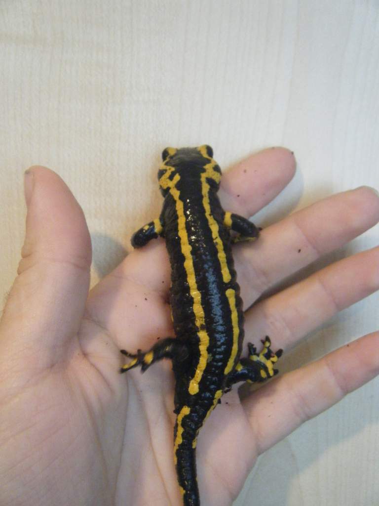 fire salamander again!