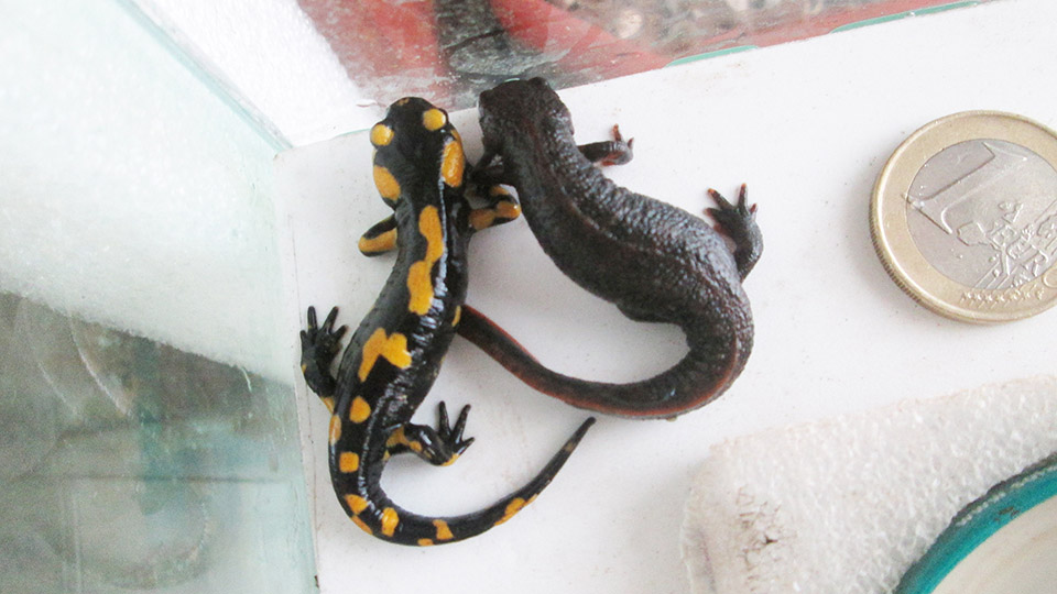 fire salamander and fire belly newt - friends from the cradle.