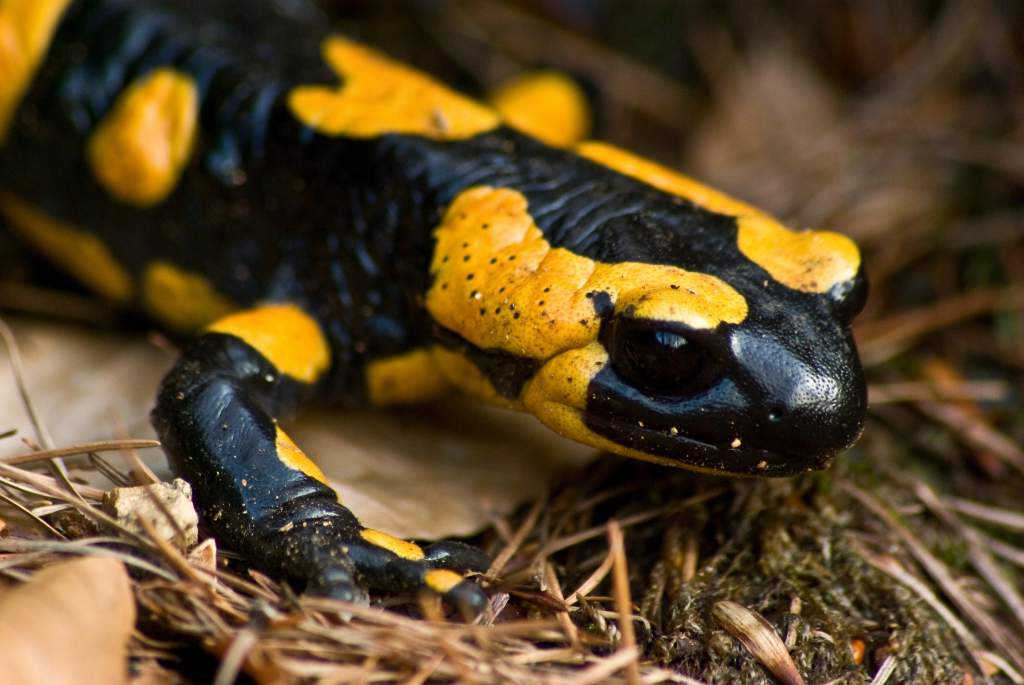 Fire salamander March 2008b