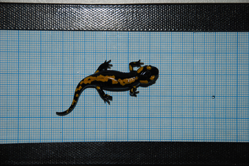 Fire salamander morf 2