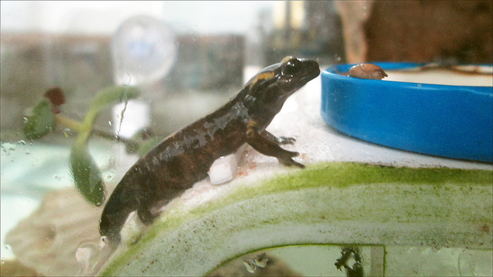 Fire Salamander /Salamandra Salamandra/ - first steps on dry land after metamorphosis