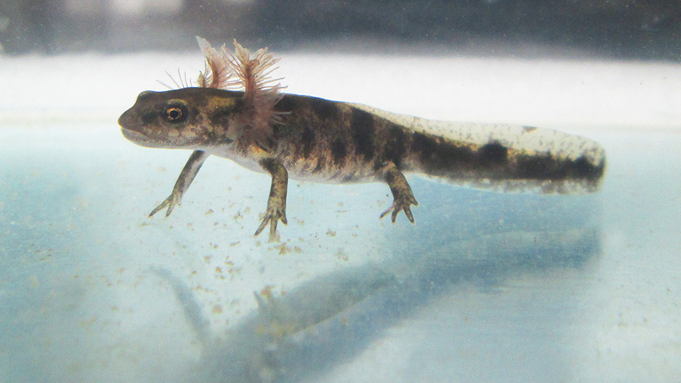 Fire Salamander /Salamandra Salamandra/ larva 3 months old Caudata