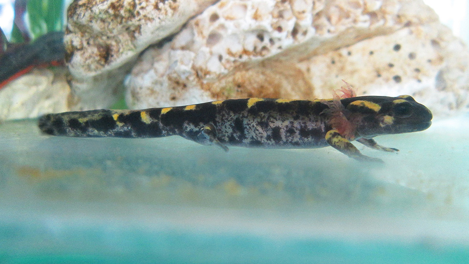 Fire Salamander /Salamandra Salamandra/ - mature larva 2 days before  metamorphosis