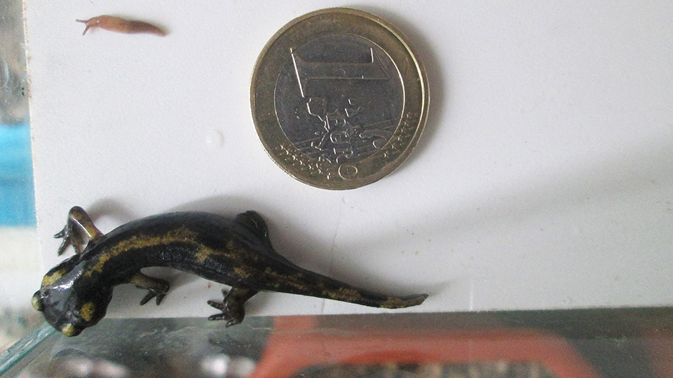 Fire Salamander /Salamandra Salamandra/ - one week after the metamorphosis