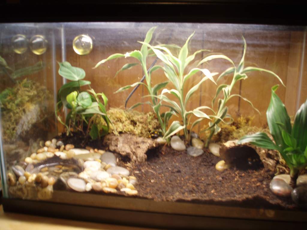 Fire salamander set up. They like the many hiding spots. | Caudata.org ...