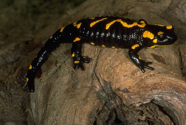 Fire Salamander (wild caught specimen; N.Africa)