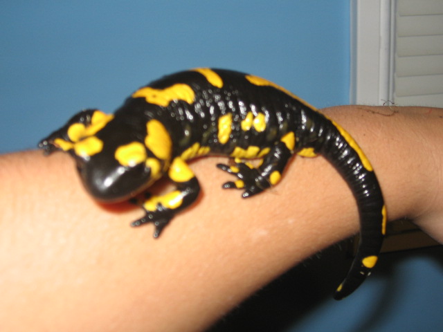 Fire salamander