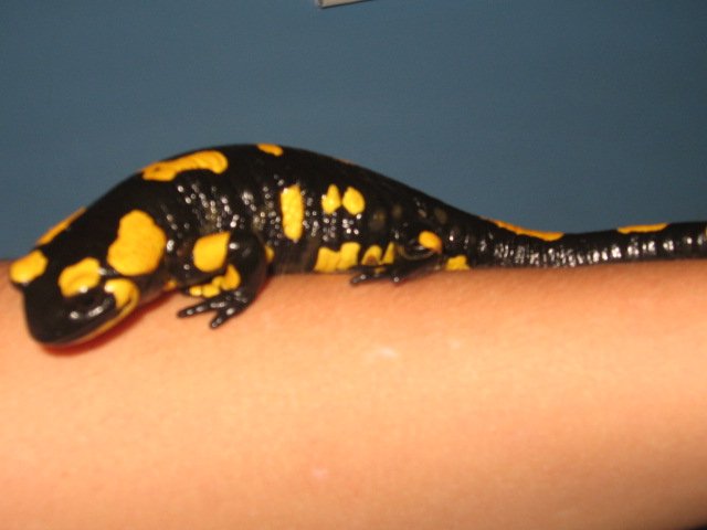 Fire salamander