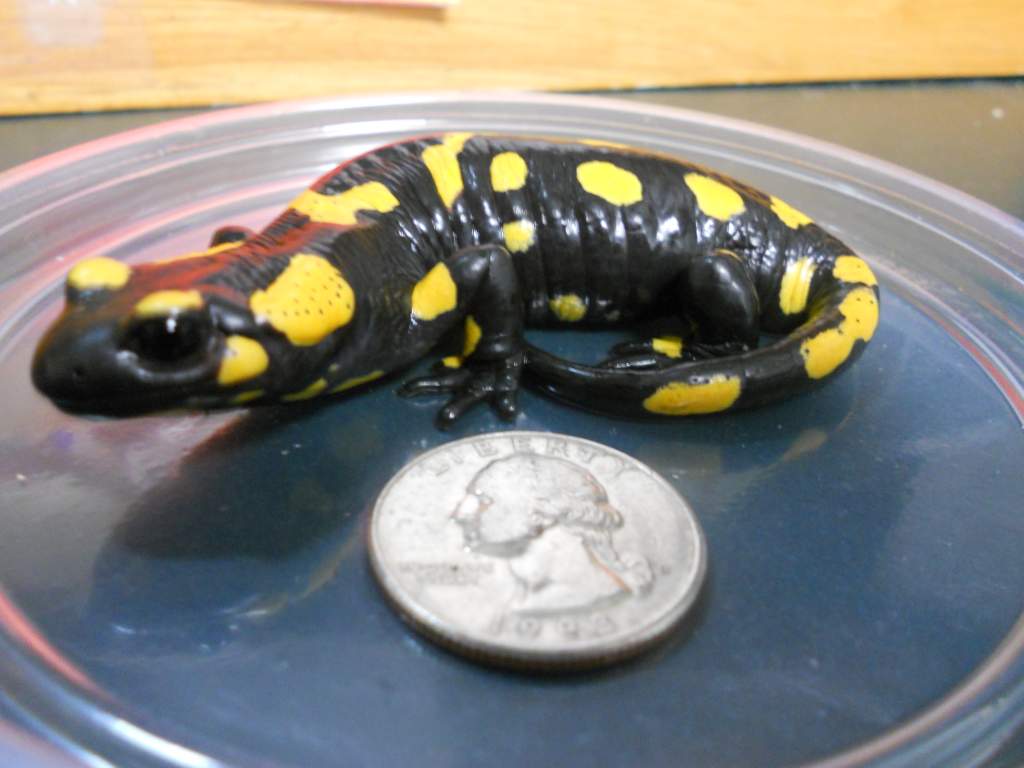 Fire Salamander