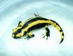 fire salamander