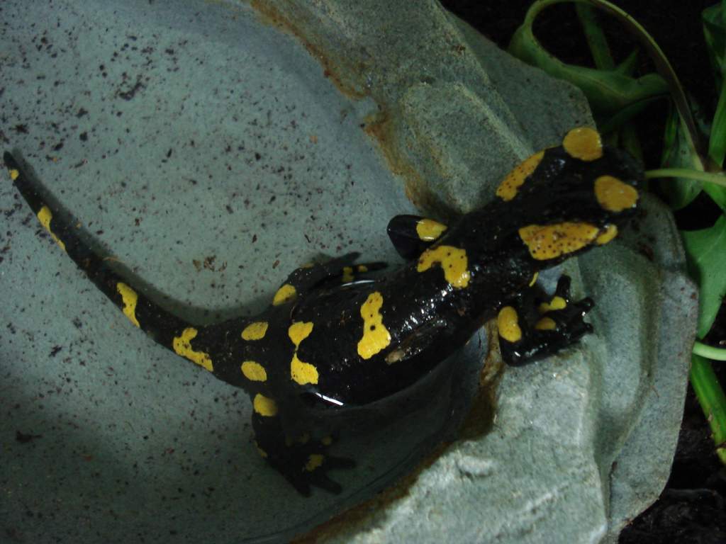 Fire Salamander