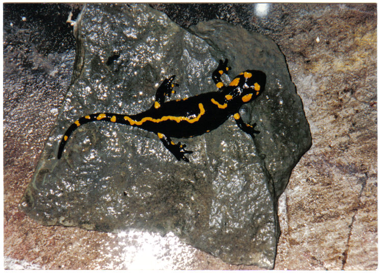 fire salamander