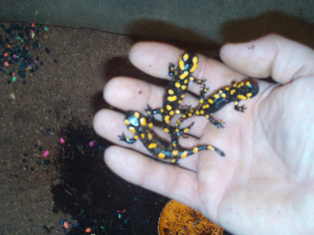 Fire salamanders