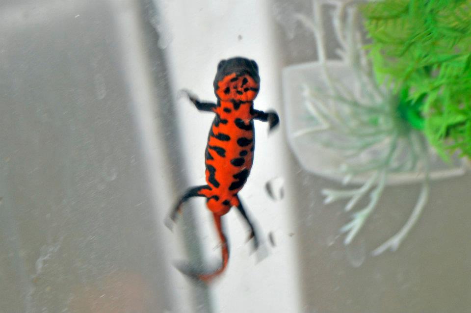 firebelly newt 2