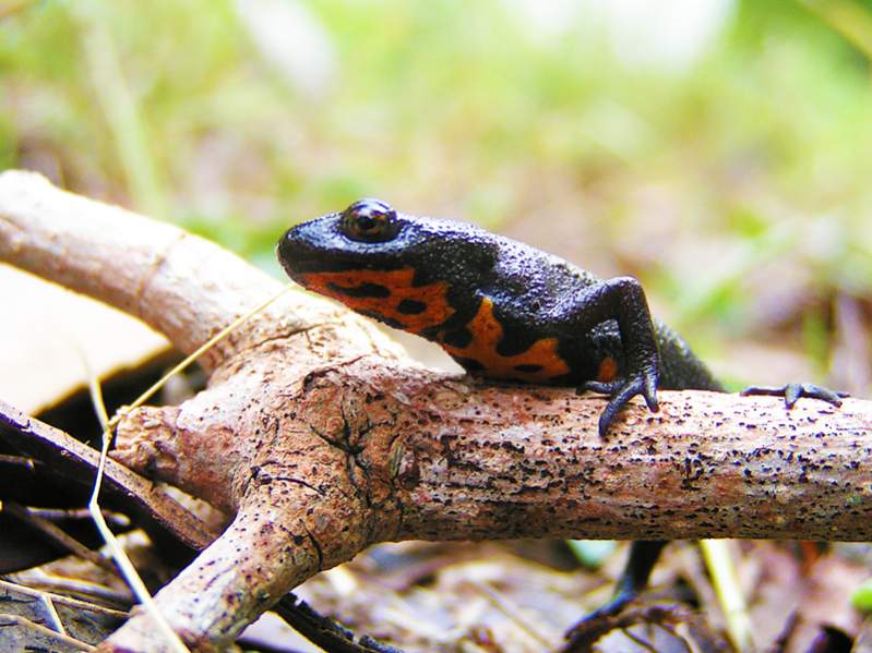 Firebelly Newt (Cynops sp.)