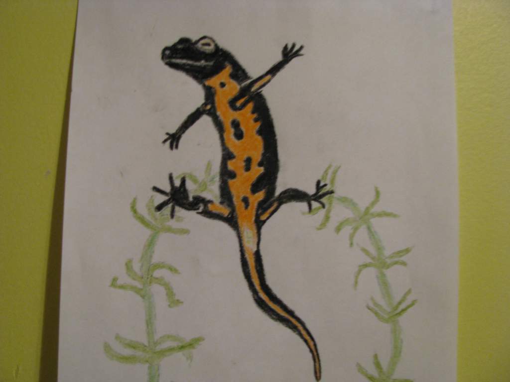 Firebelly newt- Drawn with crayons.