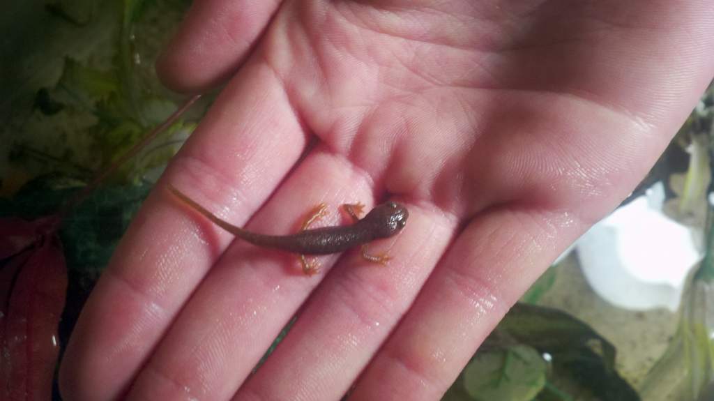 First Baby Salamander to Morph onto land