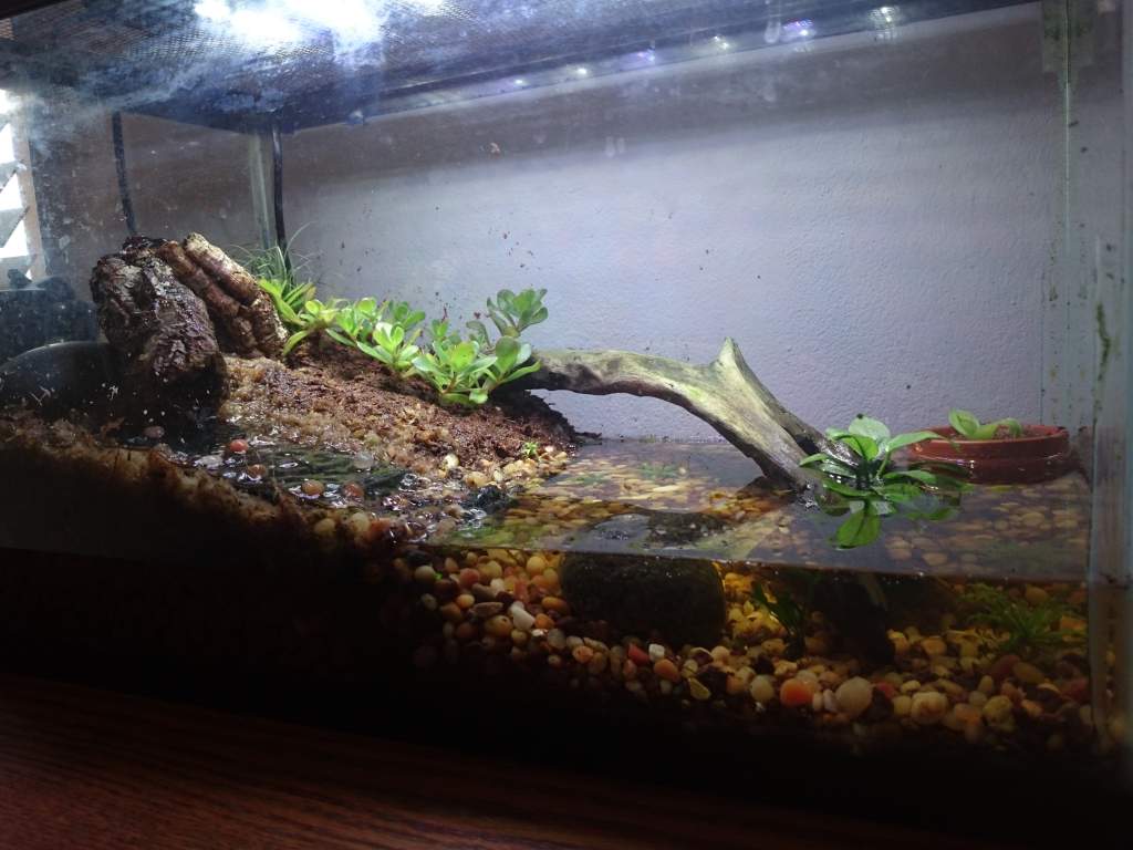 first newt tank design