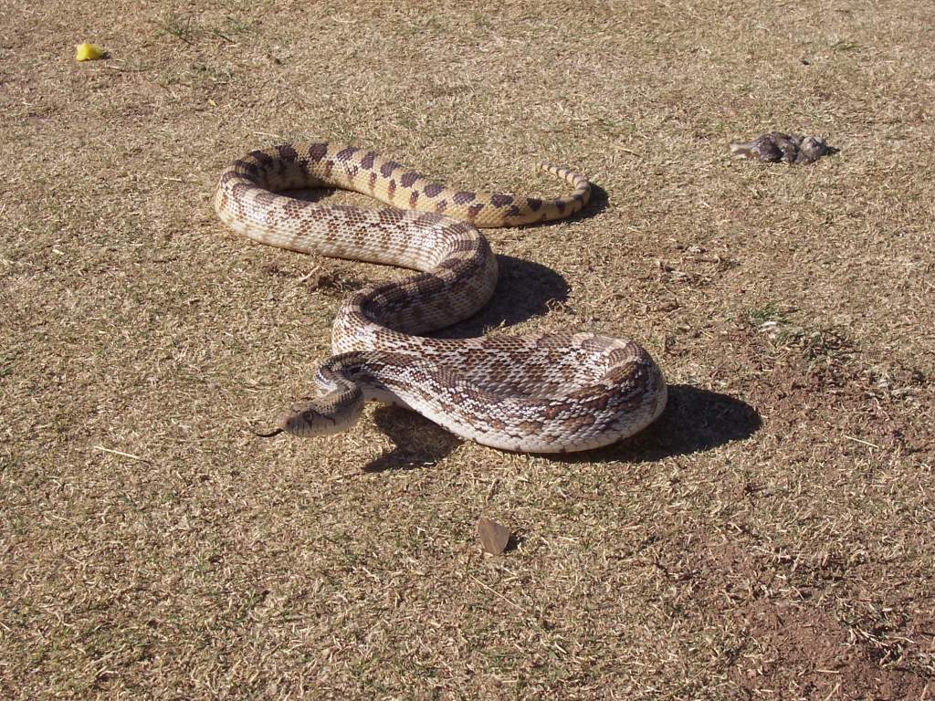 First snake of the season!!!  Rat, bull, whatever?