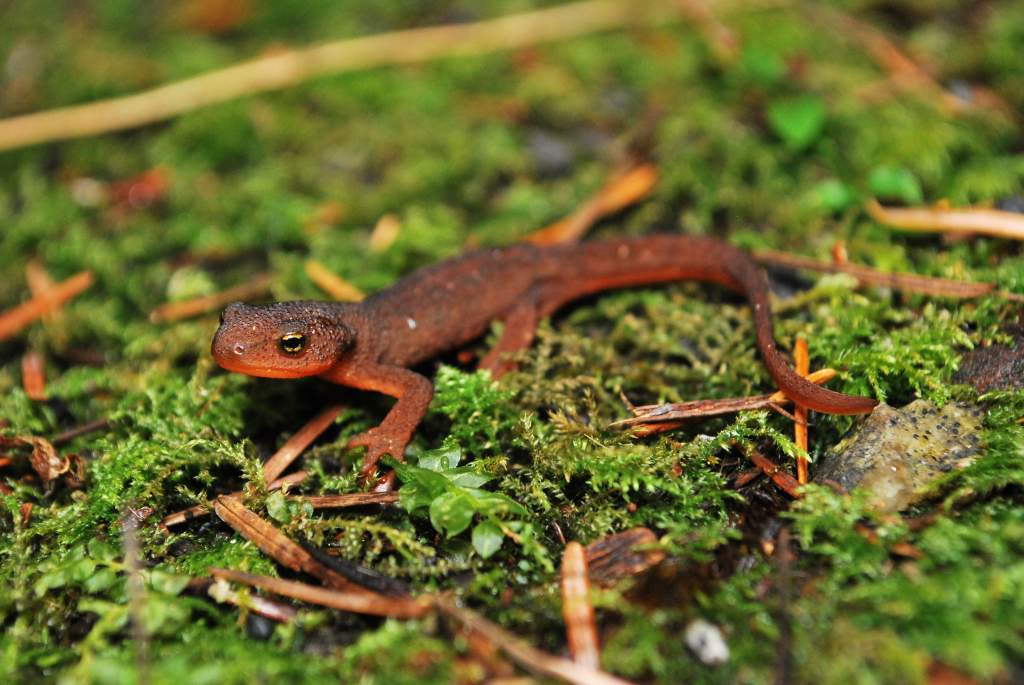 First Taricha granulosa morph found this year