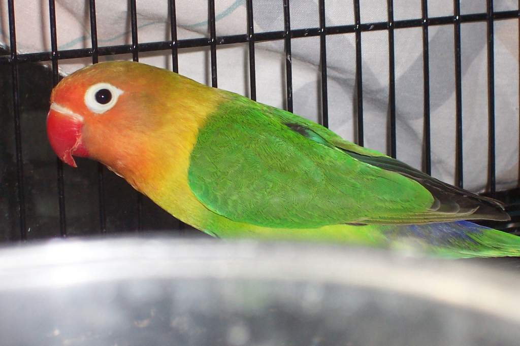 fischer lovebird