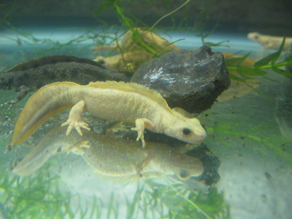 Flavistic male Triturus carnifex (my kids call him Stegasaurus Rex)