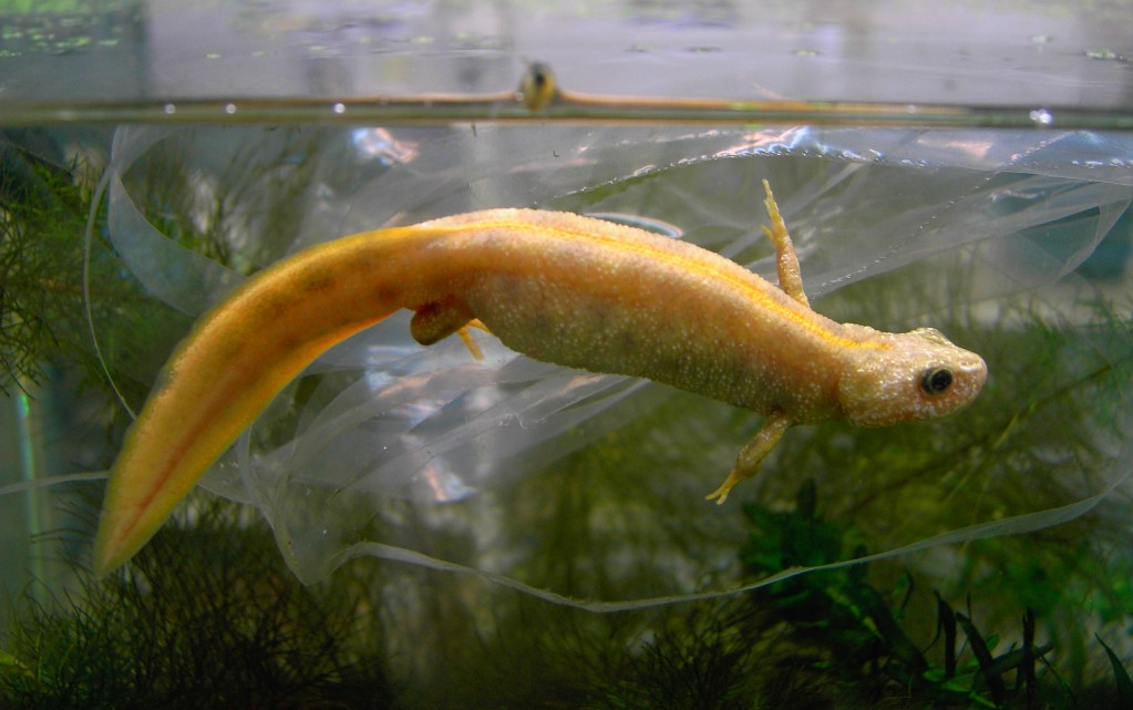 Flavistic Triturus carnifex laying eggs.