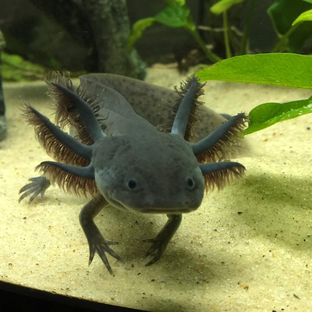 Flex is not camera shy at all! He often comes to the glass to pose.