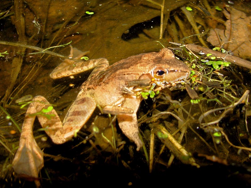 Floating at last!
The wood frogs begin to quackle as soon as they hit the water.