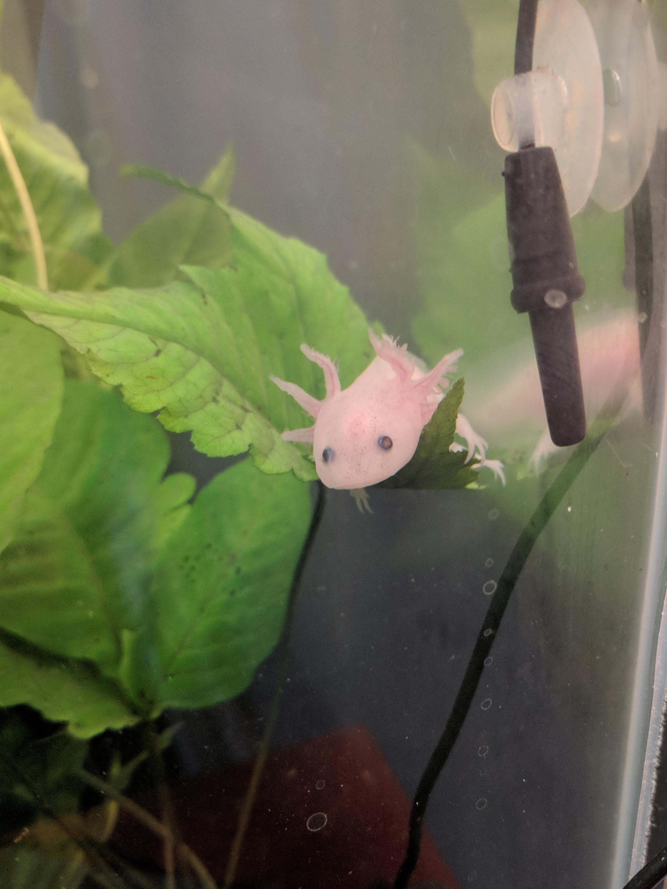 Flotsam resting on a leaf. Not sure what species the plant is.