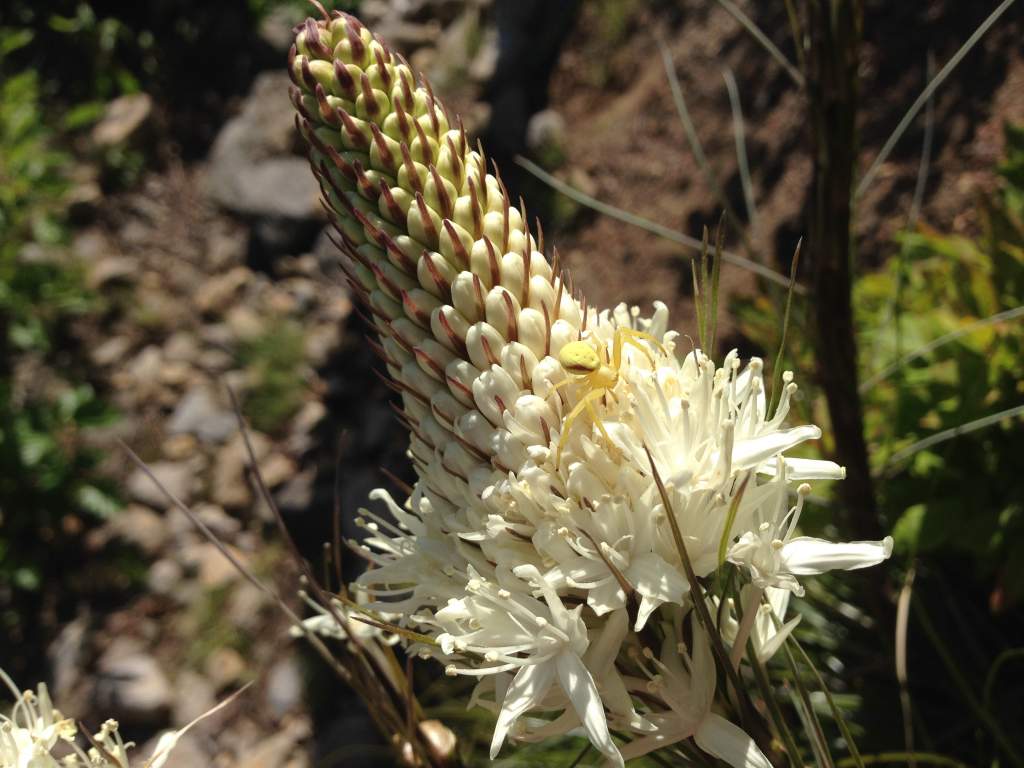 Flower and crab spider at Mt. Rainier, Washington