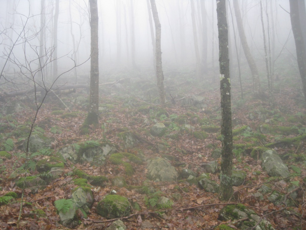 Foggy woods