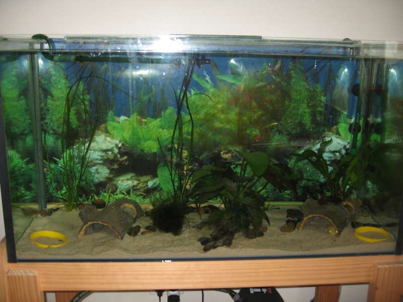 Food bowls either side with driftwood / anubias barrier in the middle of the tank