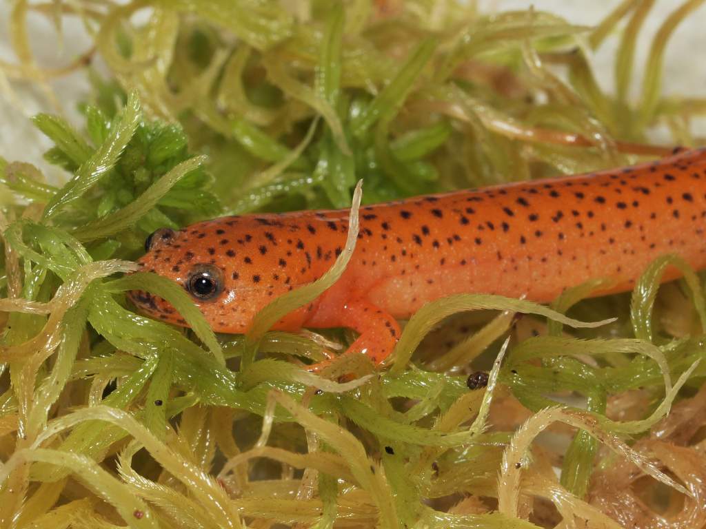 For one project I'm raising Pseudotriton in the lab. This is one of the P. ruber juveniles that I reared from a larva.