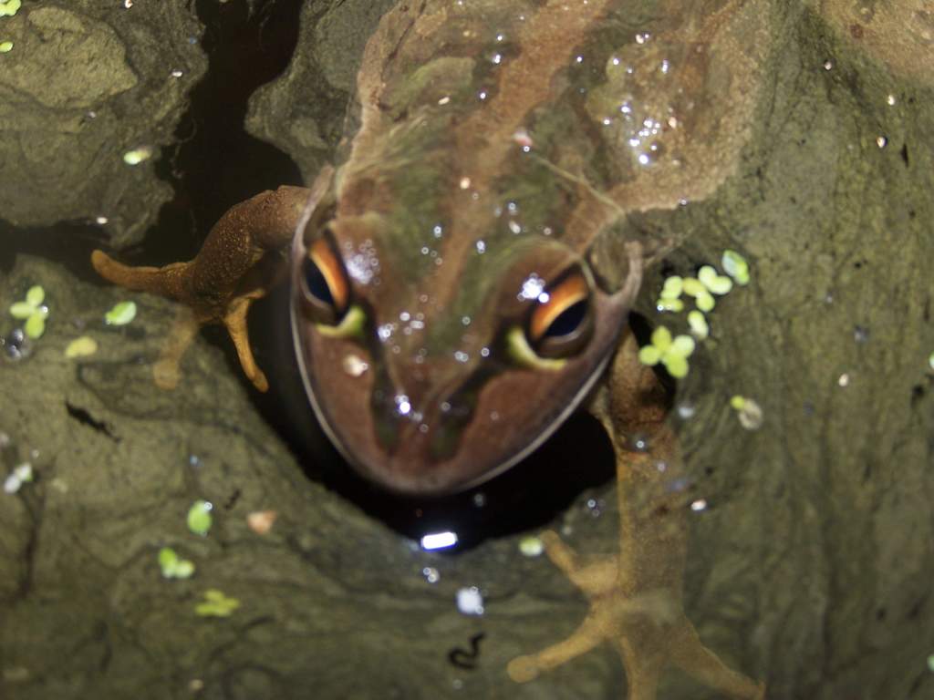 forg in the pond